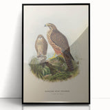 Vintage Animal Art: Hawk Illustration Art Print