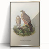 Vintage Animal Art: Hawk Illustration Art Print