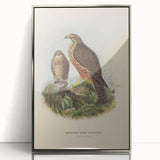 Vintage Animal Art: Hawk Illustration Art Print