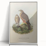 Vintage Animal Art: Hawk Illustration Art Print