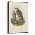 Vintage Animal Art: Hawk Illustration Art Print