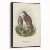 Vintage Animal Art: Hawk Illustration Art Print