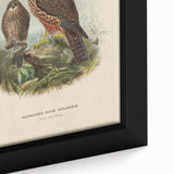 Vintage Animal Art: Hawk Illustration Art Print
