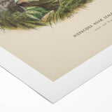 Vintage Animal Art: Hawk Illustration Art Print