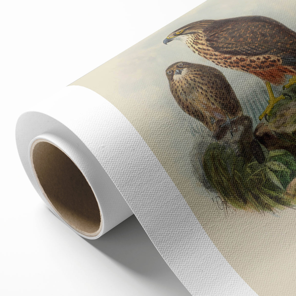 Vintage Animal Art: Hawk Illustration Art Print