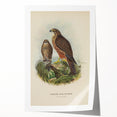 Vintage Animal Art: Hawk Illustration Art Print