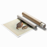 Vintage Animal Art: Hawk Illustration Art Print