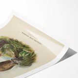 Vintage Animal Art: Hawk Illustration Art Print