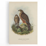 Vintage Animal Art: Hawk Illustration Art Print