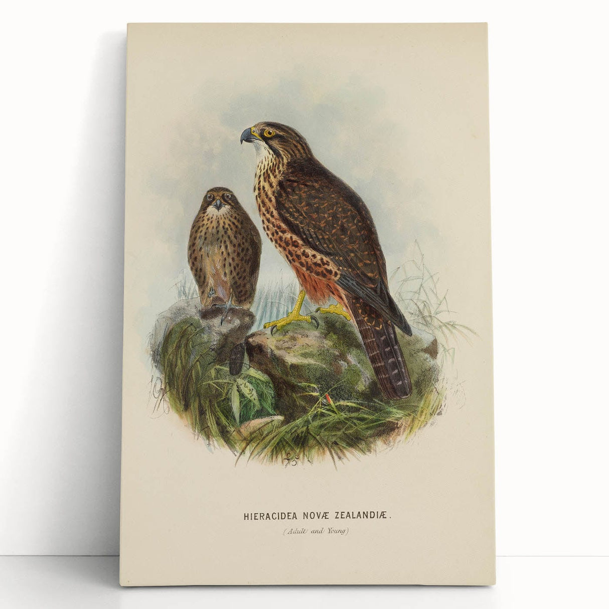 Vintage Animal Art: Hawk Illustration Art Print