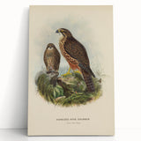 Vintage Animal Art: Hawk Illustration Art Print