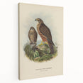 Vintage Animal Art: Hawk Illustration Art Print