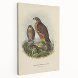 Vintage Animal Art: Hawk Illustration Art Print