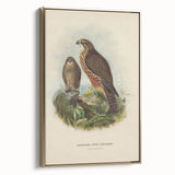 Vintage Animal Art: Hawk Illustration Art Print