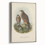 Vintage Animal Art: Hawk Illustration Art Print