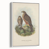 Vintage Animal Art: Hawk Illustration Art Print