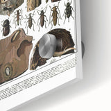 Vintage Insect Art - Detailed Xylophages Insect Illustration Print