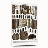 Vintage Insect Art - Detailed Xylophages Insect Illustration Print