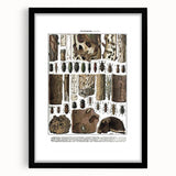 Vintage Insect Art - Detailed Xylophages Insect Illustration Print