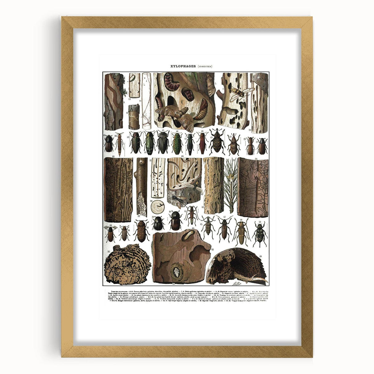 Vintage Insect Art - Detailed Xylophages Insect Illustration Print