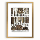 Vintage Insect Art - Detailed Xylophages Insect Illustration Print