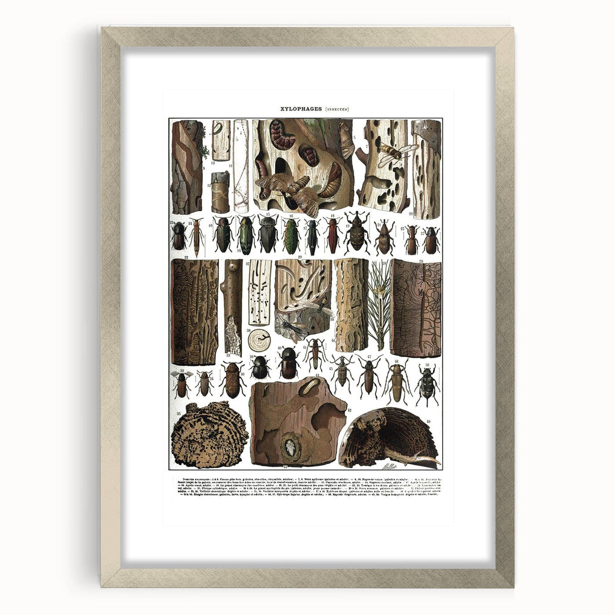 Vintage Insect Art - Detailed Xylophages Insect Illustration Print