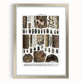 Vintage Insect Art - Detailed Xylophages Insect Illustration Print