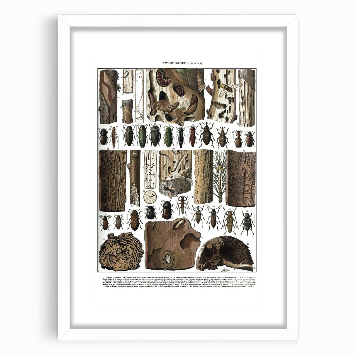 Vintage Insect Art - Detailed Xylophages Insect Illustration Print