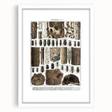 Vintage Insect Art - Detailed Xylophages Insect Illustration Print