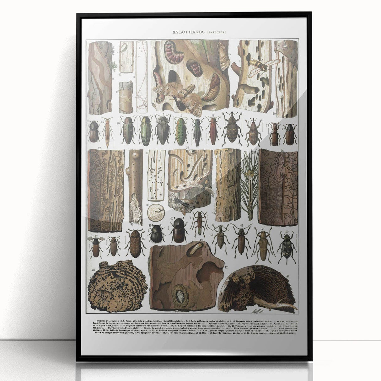 Vintage Insect Art - Detailed Xylophages Insect Illustration Print