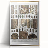 Vintage Insect Art - Detailed Xylophages Insect Illustration Print