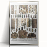 Vintage Insect Art - Detailed Xylophages Insect Illustration Print