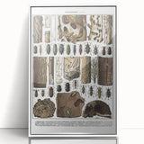 Vintage Insect Art - Detailed Xylophages Insect Illustration Print