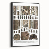 Vintage Insect Art - Detailed Xylophages Insect Illustration Print