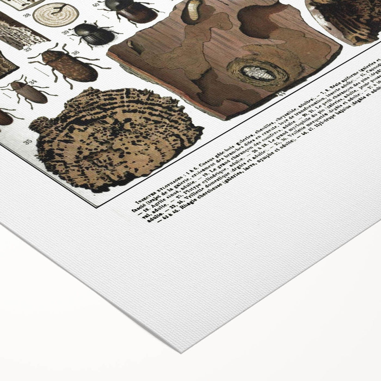 Vintage Insect Art - Detailed Xylophages Insect Illustration Print