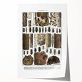 Vintage Insect Art - Detailed Xylophages Insect Illustration Print