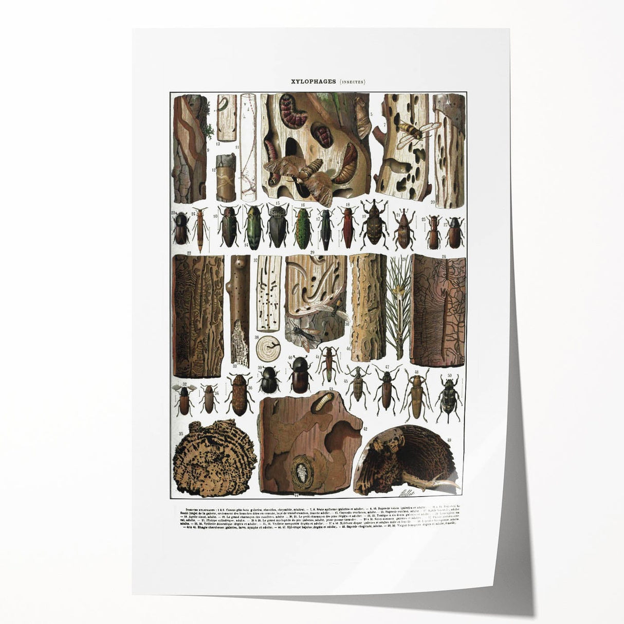 Vintage Insect Art - Detailed Xylophages Insect Illustration Print