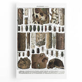 Vintage Insect Art - Detailed Xylophages Insect Illustration Print