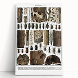 Vintage Insect Art - Detailed Xylophages Insect Illustration Print