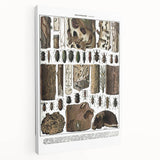 Vintage Insect Art - Detailed Xylophages Insect Illustration Print