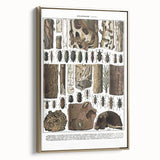 Vintage Insect Art - Detailed Xylophages Insect Illustration Print