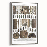 Vintage Insect Art - Detailed Xylophages Insect Illustration Print