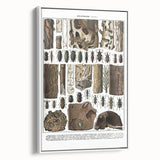 Vintage Insect Art - Detailed Xylophages Insect Illustration Print