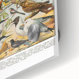 Vintage Animal Art - Detailed Bird Species Illustration Print