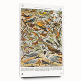 Vintage Animal Art - Detailed Bird Species Illustration Print