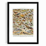 Vintage Animal Art - Detailed Bird Species Illustration Print