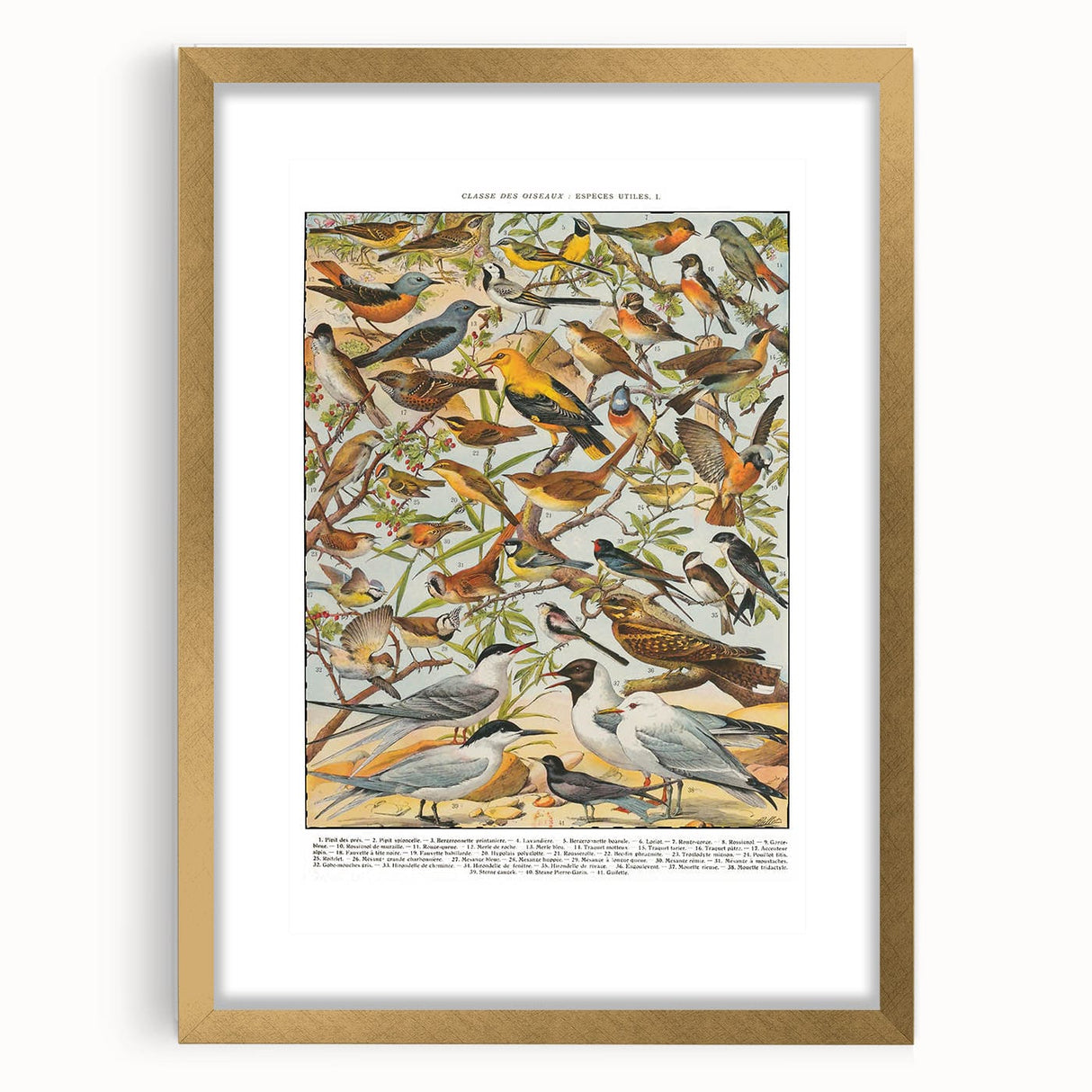 Vintage Animal Art - Detailed Bird Species Illustration Print