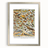 Vintage Animal Art - Detailed Bird Species Illustration Print