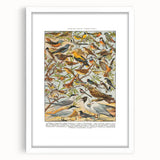 Vintage Animal Art - Detailed Bird Species Illustration Print
