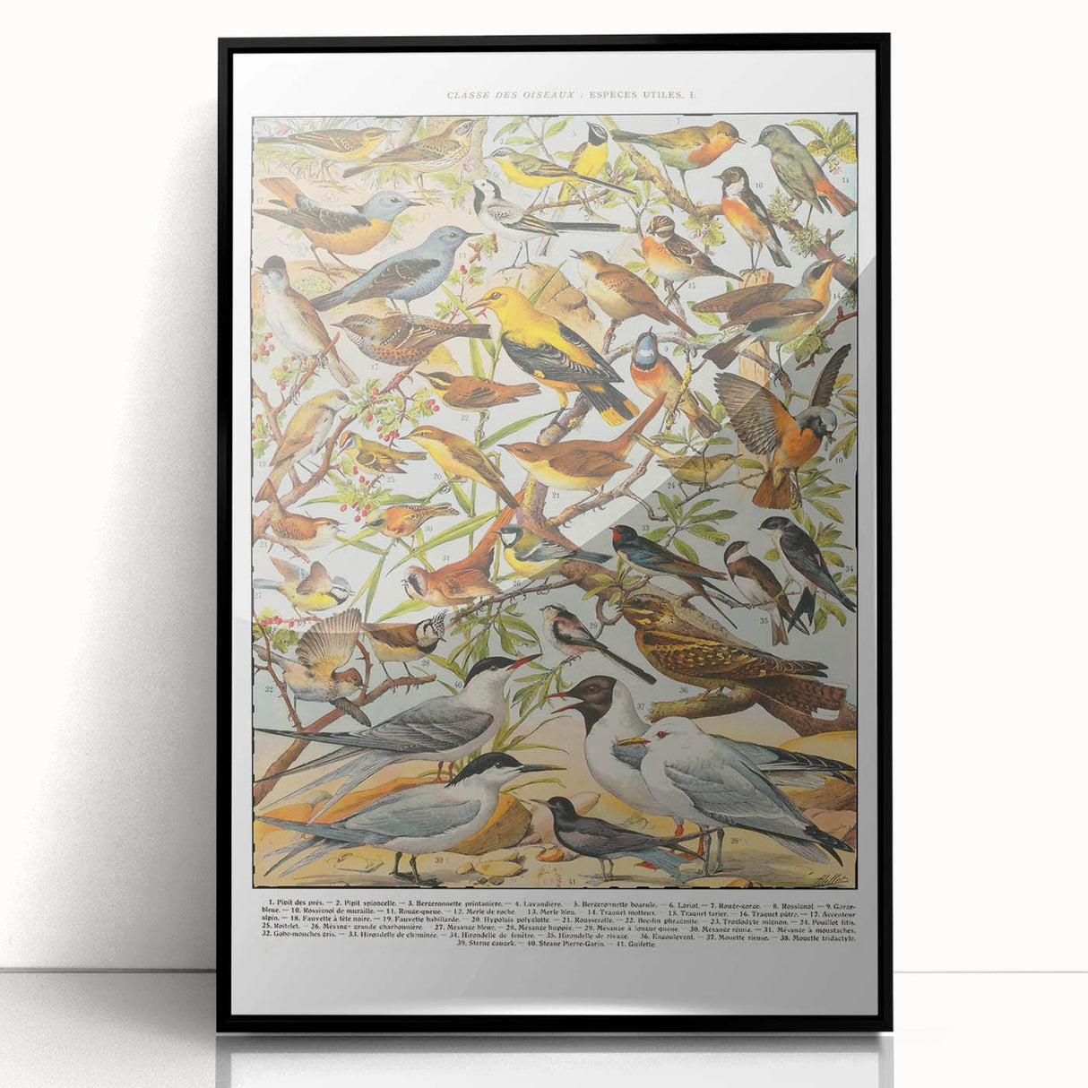 Vintage Animal Art - Detailed Bird Species Illustration Print